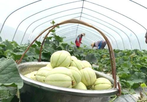 梁山网红景点吃瓜,吃瓜群众的热闹盛宴