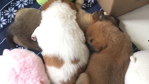 中日韩领养小奶狗视频在线观看,小奶狗视频盛宴