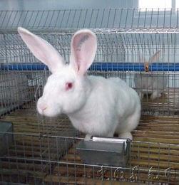 亚洲兔子视频,探寻东方萌宠的魅力瞬间