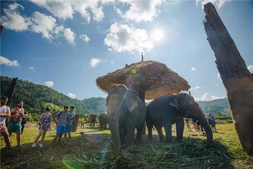 大象视频日韩欧美