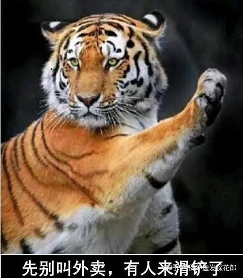 四虎经典视频欧美日韩,欧美日韩影视盛宴回顾